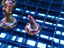 Acro Frag 'Frankies Gumdrops'