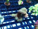 Local Grown Acro Frag