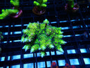 Local Grown SPS Frag Seriatopora Ultra