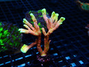 Montipora Digitata 'Bubblegum' Large Frag