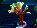 Montipora Digitata 'Bubblegum' Large Frag