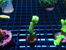 Montipora Digitata Green Frag