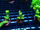 Montipora Digitata Green Frag