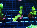 Montipora Digitata Green Frag