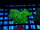 Monsoon Aquatics Softie Frag