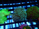 Monsoon Aquatics Softie Frag
