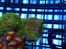 Monsoon Aquatics GBR Green Star Polyp Frag
