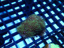 Monsoon Aquatics GBR Green Star Polyp Frag