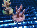 Monsoon Aquatics Acro Frag Strawberry Short Cake