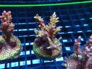Monsoon Aquatics Acro Frag Strawberry Short Cake