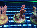 Monsoon Aquatics Acro Frag Strawberry Short Cake