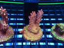 Monsoon Aquatics Acro Frag Strawberry Short Cake