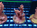 Monsoon Aquatics Acro Frag Strawberry Short Cake