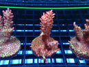 Monsoon Aquatics Acro Frag Strawberry Short Cake