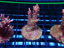 MMonsoon Aquatics Acro Frag Strawberry Short Cake