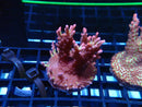Monsoon Aquatics Acro Frag