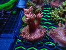Monsoon Aquatics Acro Frag Strawberry Short Cake