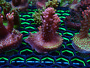 Monsoon Aquatics Acro Frag Strawberry Short Cake