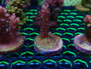 Monsoon Aquatics Acro Frag Strawberry Short Cake