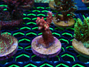 Monsoon Aquatics Acro Frag Strawberry Short Cake