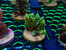 Monsoon Aquatics Acro Frag