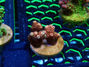 Monsoon Aquatics Ultra Acro Frag