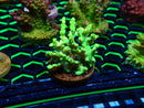 Monsoon Aquatics Acro Frag