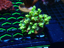 Monsoon Aquatics Acro Frag
