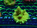 Monsoon Aquatics Acro Frag