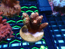 Monsoon Aquatics Ultra Acro Frag