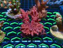 Monsoon Aquatics Ultra Acro Frag