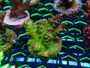 Monsoon Aquatics Ultra Acro Frag