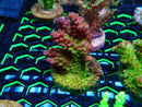 Monsoon Aquatics Ultra Acro Frag
