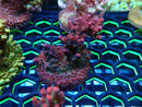 Monsoon Aquatics Ultra Acro Frag