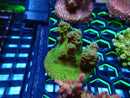 Monsoon Aquatics Ultra Acro Frag