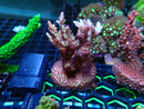 Monsoon Aquatics Acro Frag Strawberry Short Cake