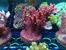 Monsoon Aquatics Ultra Acro Frag