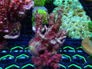 Monsoon Aquatics Acro Frag