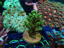 Monsoon Aquatics Acro Frag