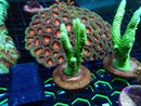 Monsoon Aquatics Unique Green Millie Acro Frag