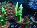 Monsoon Aquatics Unique Green Millie Acro Frag