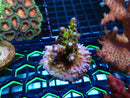 Monsoon Aquatics Ultra Acro Frag