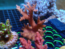 Monsoon Aquatics Ultra Acro Frag