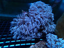 Xenia medium-large