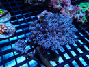 Xenia medium