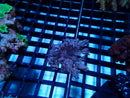 Xenia Small