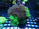 Monsoon Aquatics Branching Hammer Garden