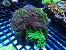 Monsoon Aquatics Branching Hammer Garden