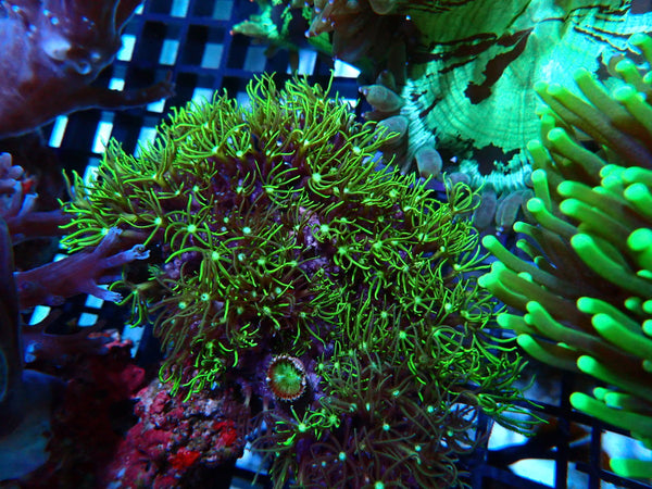 Star Polyps