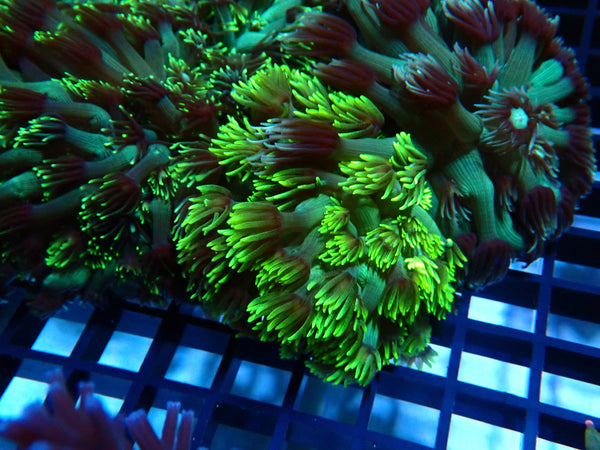 Goniopora Stokesi